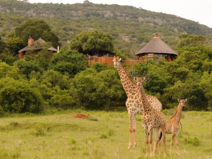 Leshiba Wilderness Giraffe at Lodge (hi-res image)