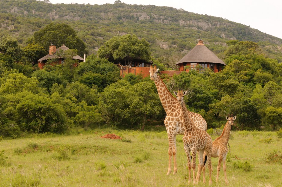 Leshiba Wilderness Giraffe at Lodge (hi-res image)