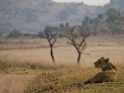 Welgevonden Game Reserve (hi-res image)