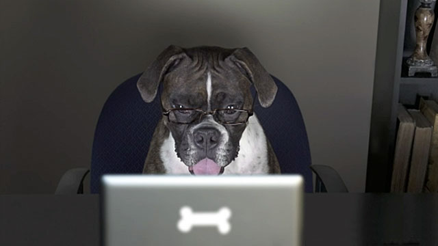 Dog focuses in on Authentic Representation's web marketing tips