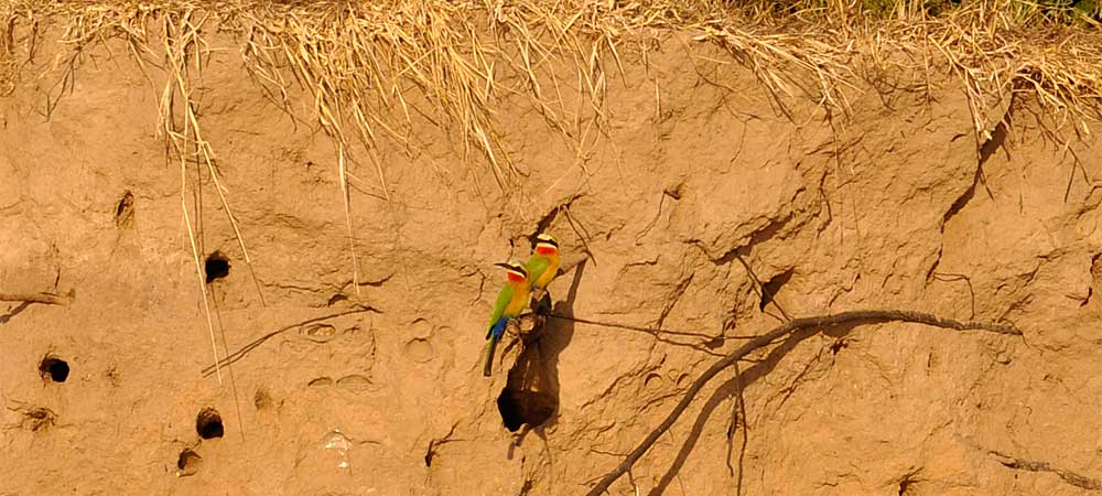 Bee-Eaters in Upper Zambezi River banks Zambia