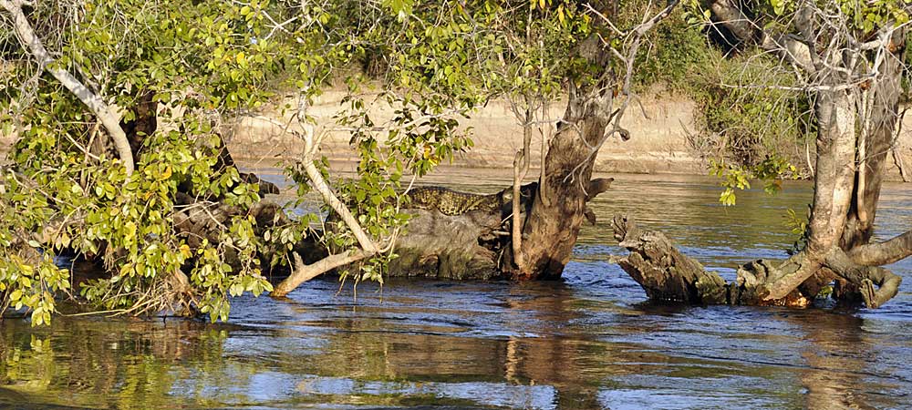 Crocodile in tree Chundu Island Upper Zambezi River Zambia