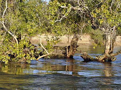 Crocodile near Chundu Island – Upper Zambezi Zambia (hi-res JPG)