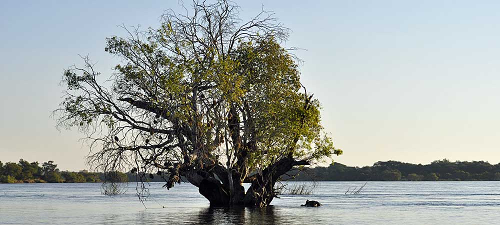 Hippo by sumberged tree Upper Zambezi River Zambia