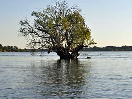 Hippo by submerged tree in the Upper Zambezi Zambia (hi-res JPG)